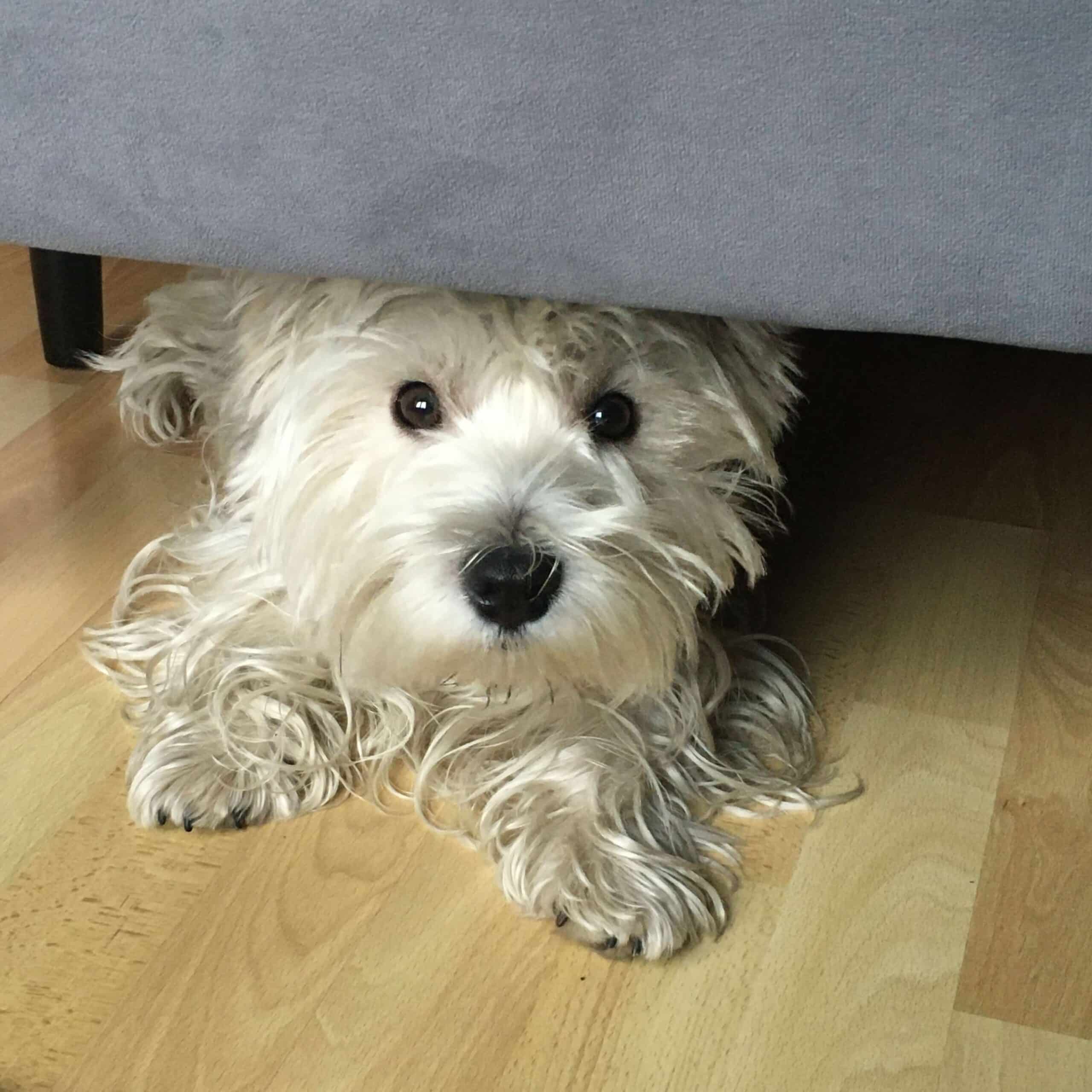 consultation-canine-pattespartout-namur-scaled