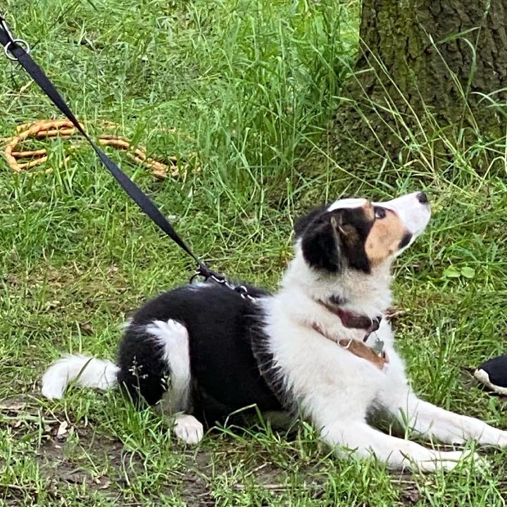 pattespartout-nos-chien-1